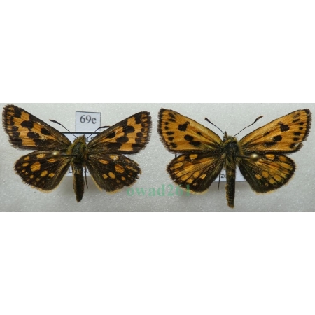 Carterocephalus silvicola (Meigen, 1829) pair Kosternik leśniak Poland69e
